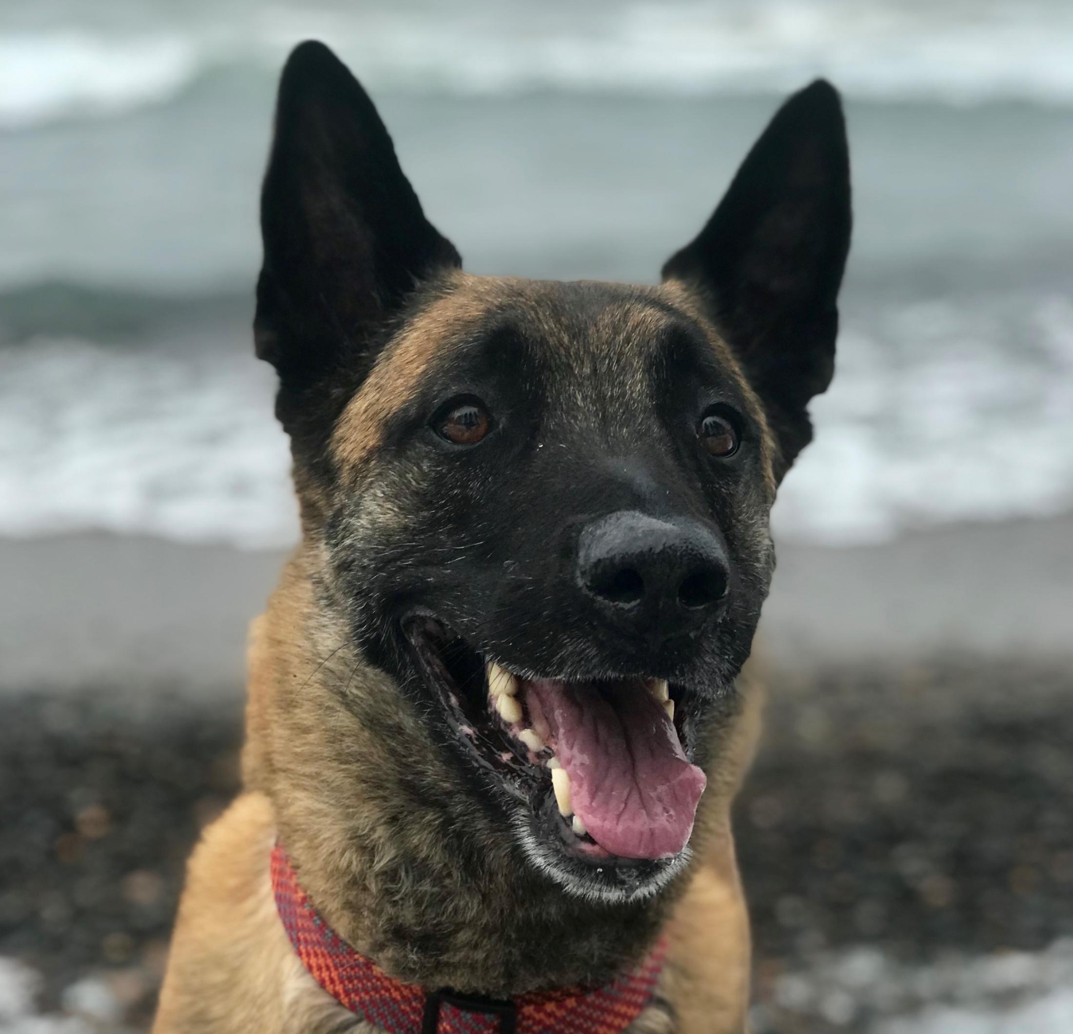 Abel the dog