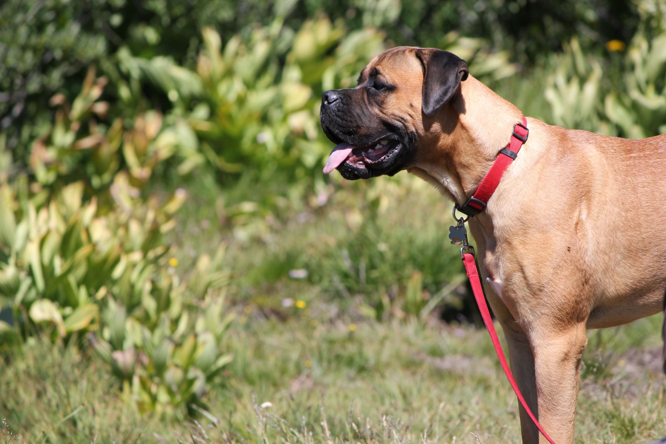 Atlas the dog