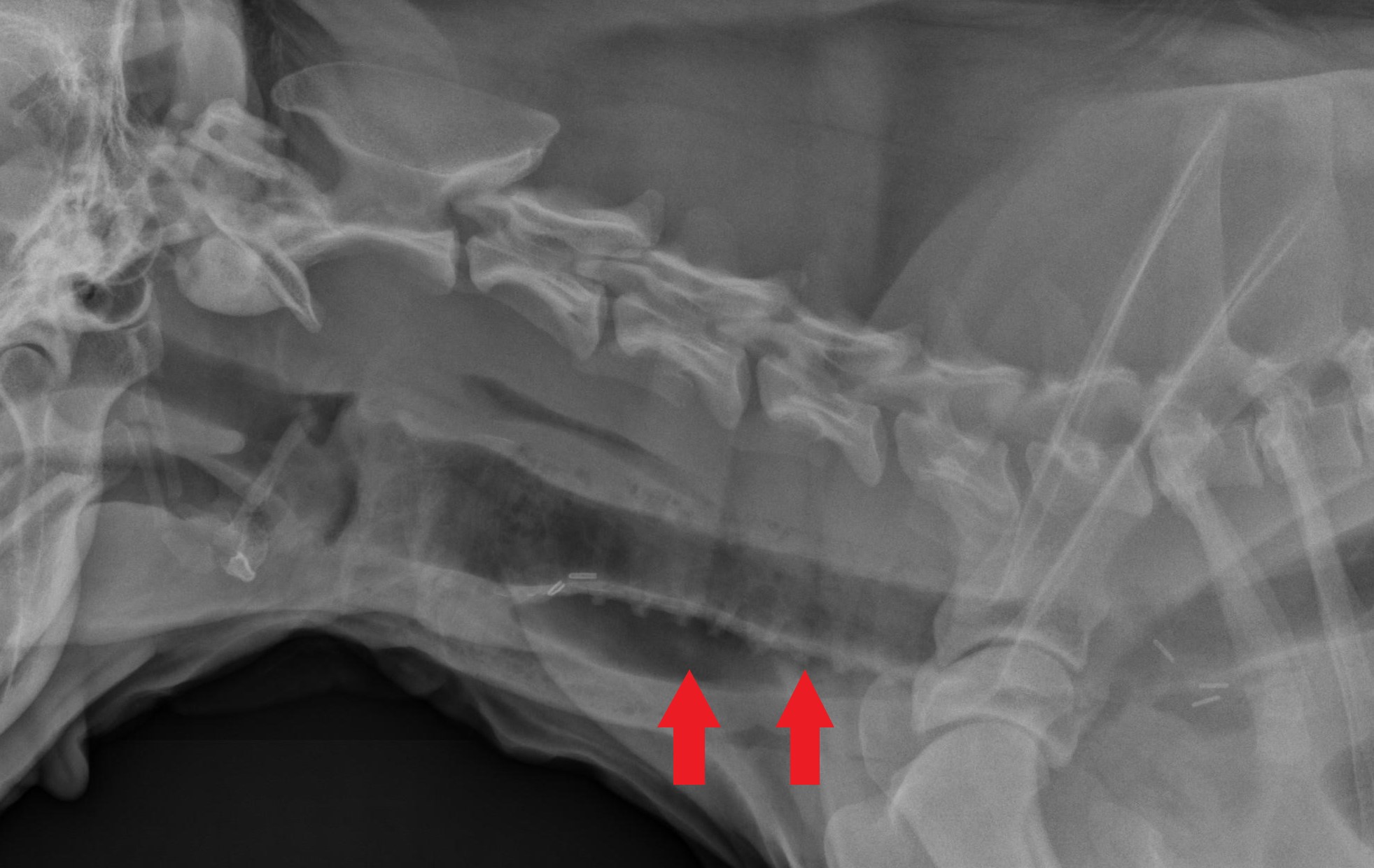 Buddy's x-ray showing the trachea rings in place after surgery