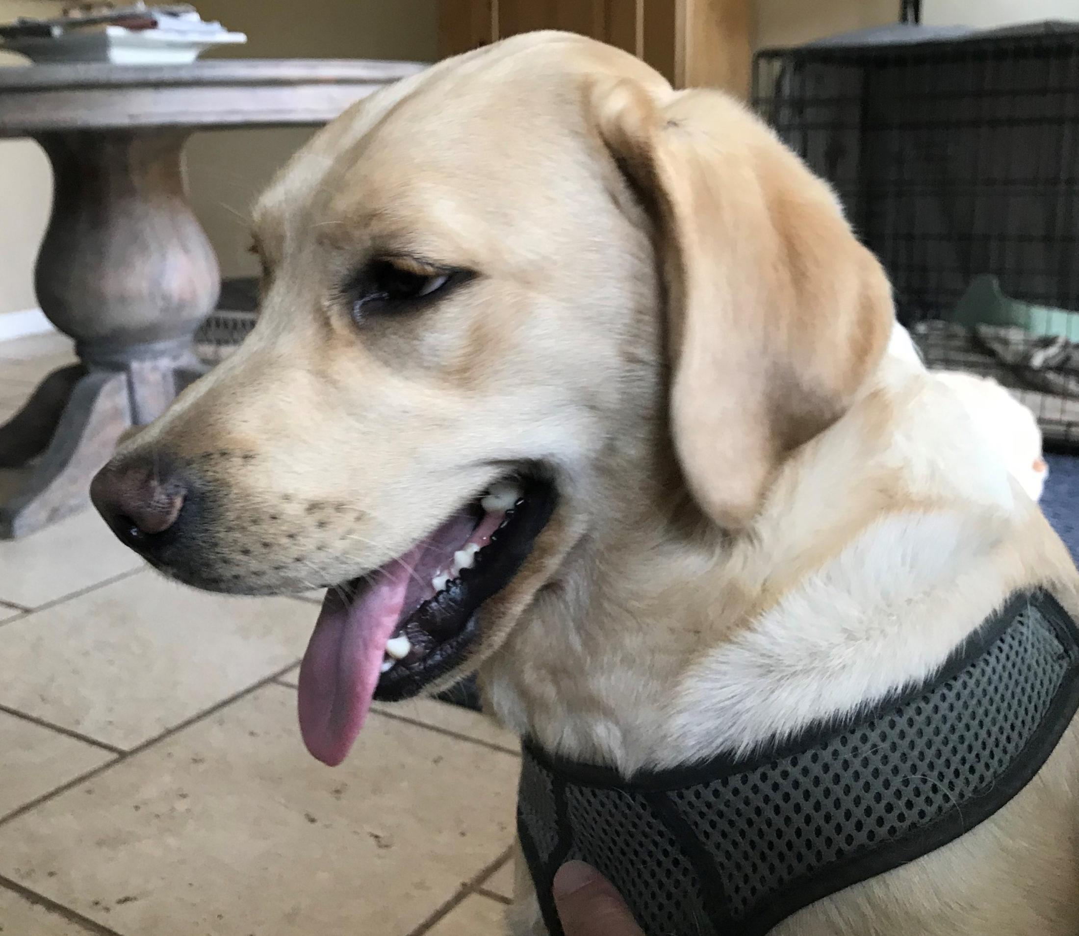 Buddy the dog