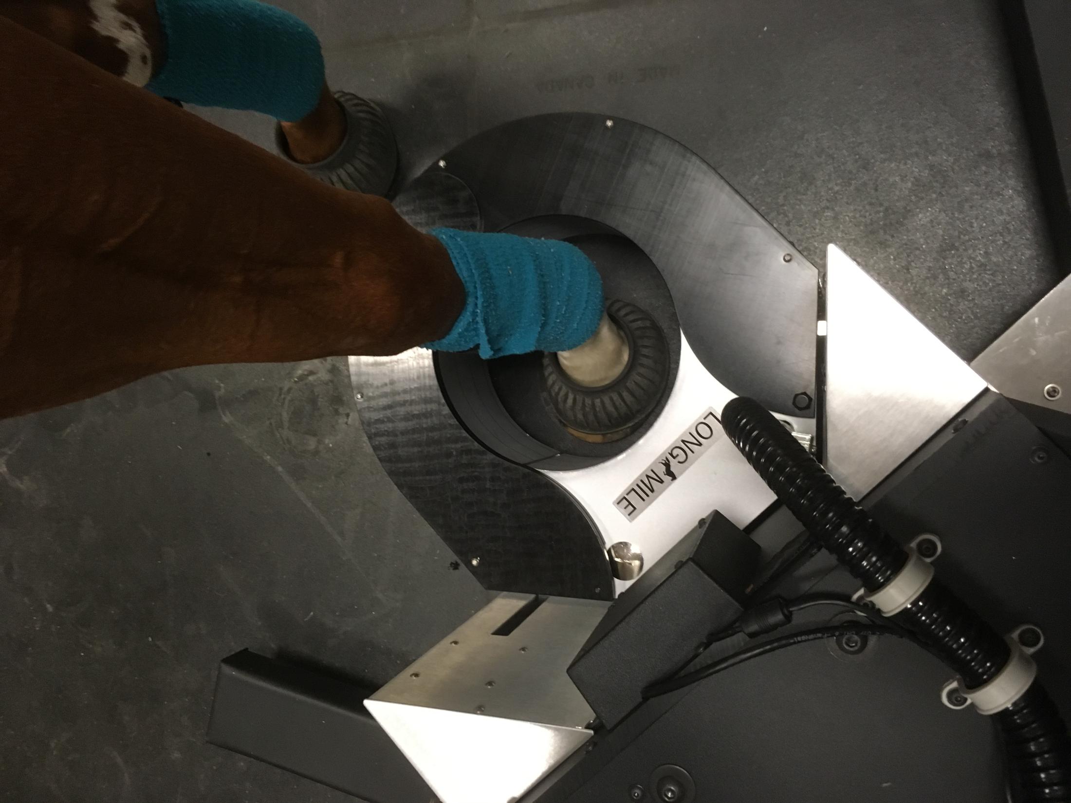 horse leg in PET scanner