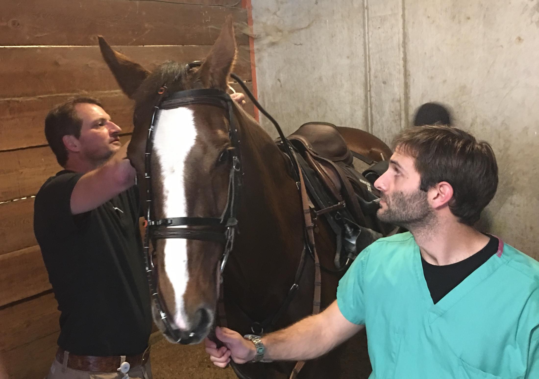 veterinarians afixing a scope to horse