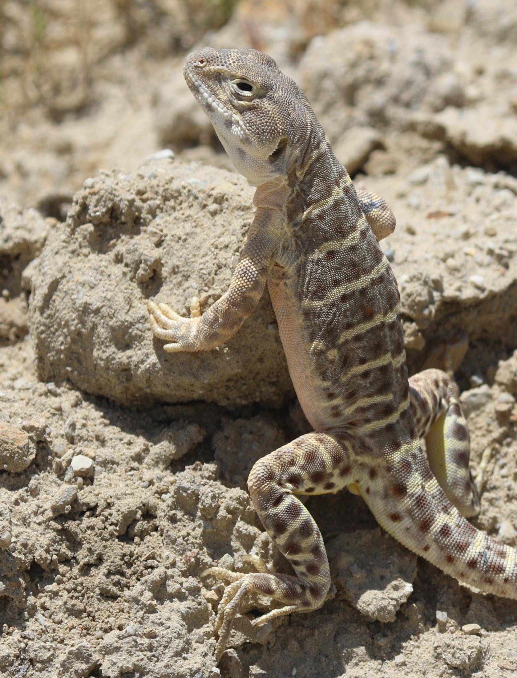 Detection Dogs on the Trail of Endangered Lizards