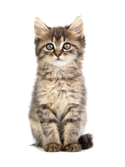 Cat Coronavirus Drugs Provide Insight to Fight COVID-19