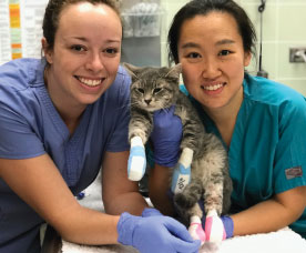 Cats Exposed to Wildfires Develop Cardiac Disease 