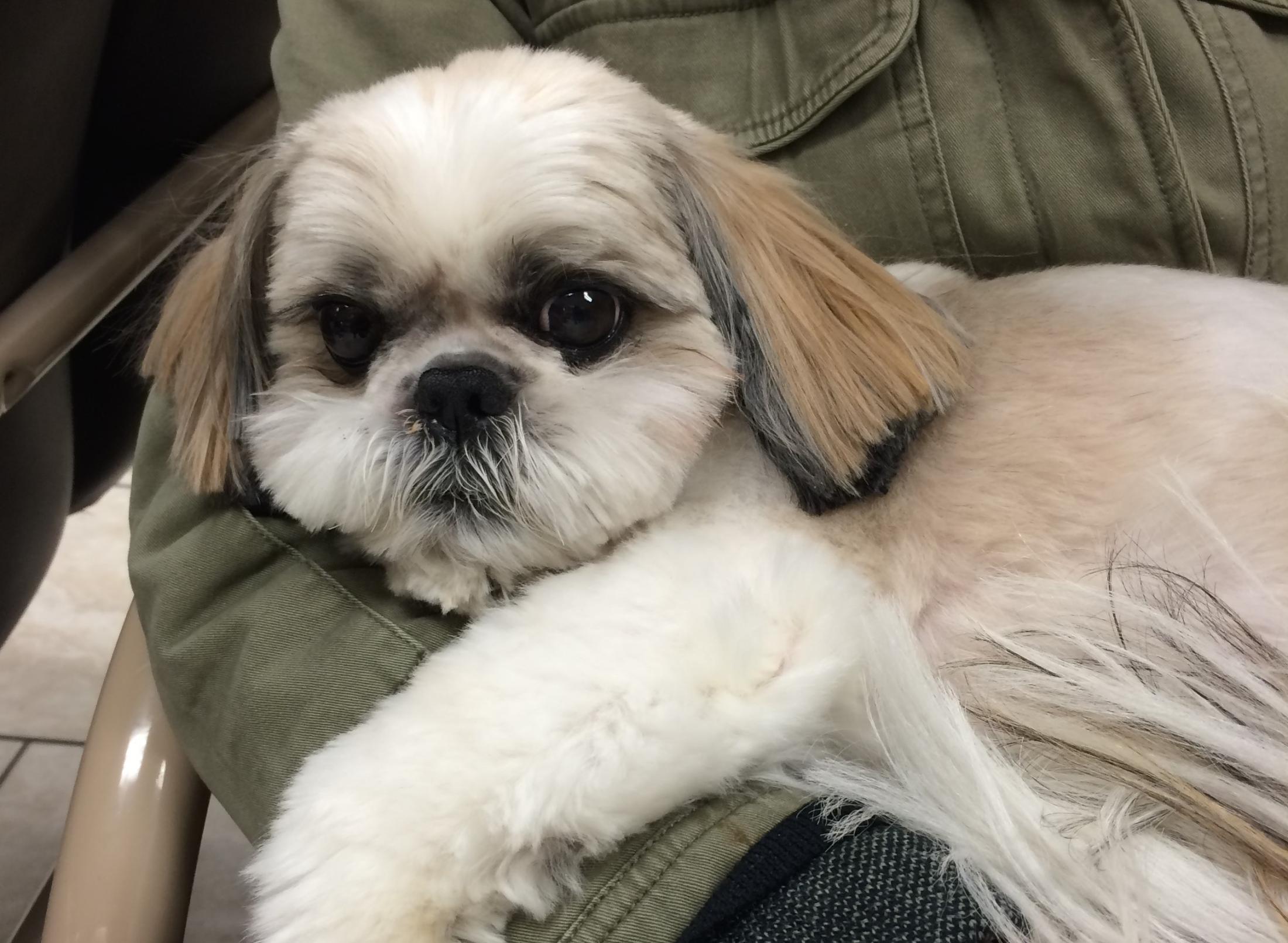 Jack the dog