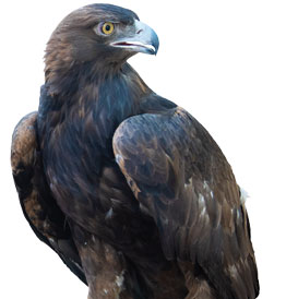 Raptors Draw a Crowd on Biodiversity Museum Day 