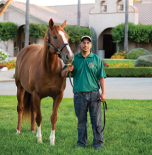 Stem Cell Therapy for Equine Athletes