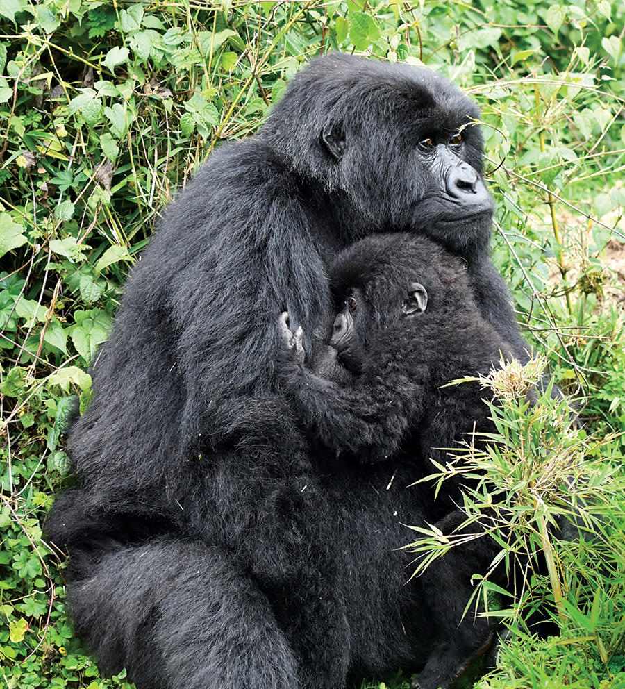 Mother and infant gorilla. Photo by Will Wilson for Gorilla Doctors.