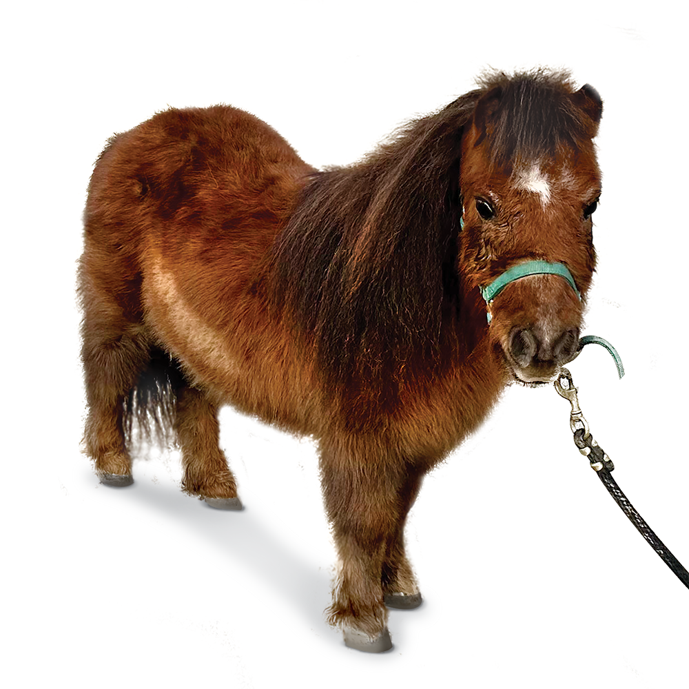 Small shaggy brown pony in green halter with lead rope, photo on white background