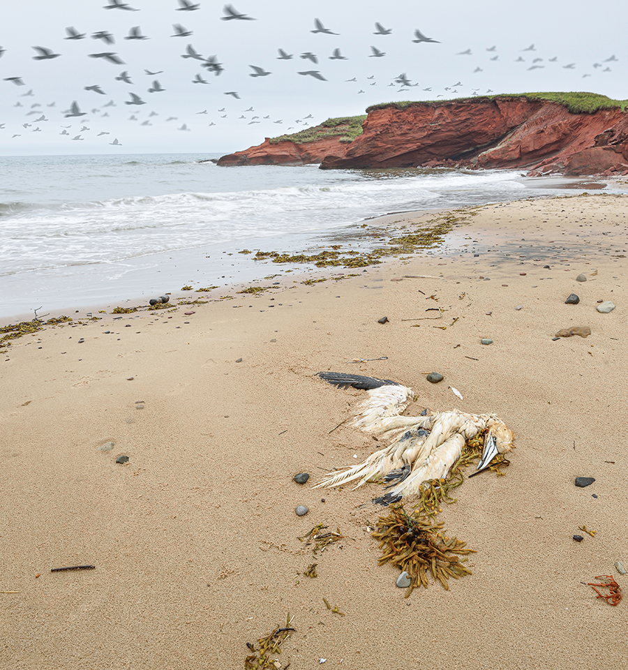 Bird on beach