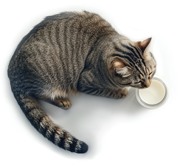 Cat drinking milk from a small bowl.