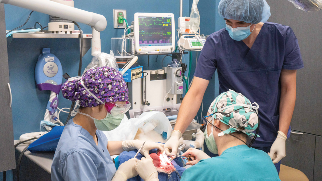Surgeons repairing a ligament on a ring-tailed lemur.
