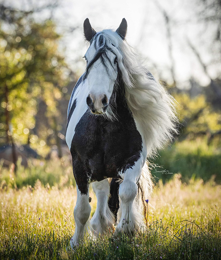 A mare backlit in a field.