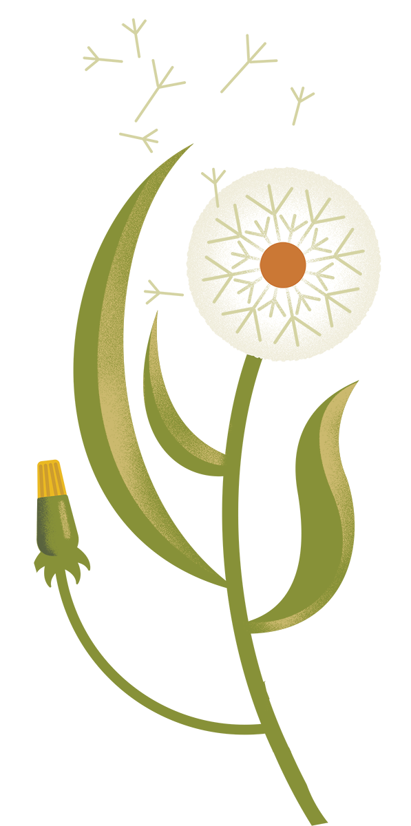 Stylized dandelion illustration, white seed head with orange center, green leaves, seeds drifting