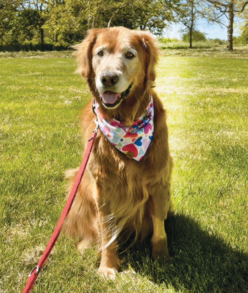 Lola, the Golden Retriever dog standing on grass in a park wearing a bandana..