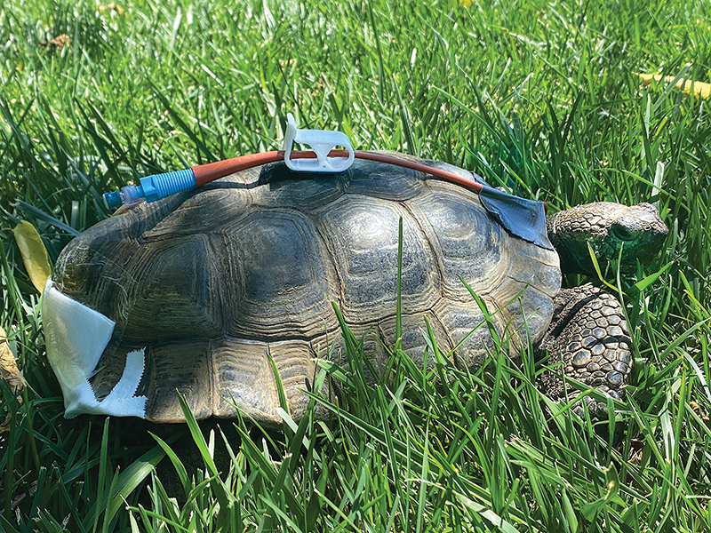 Teetle, an 80 year old tortoise on the grass, recovering from surgery.