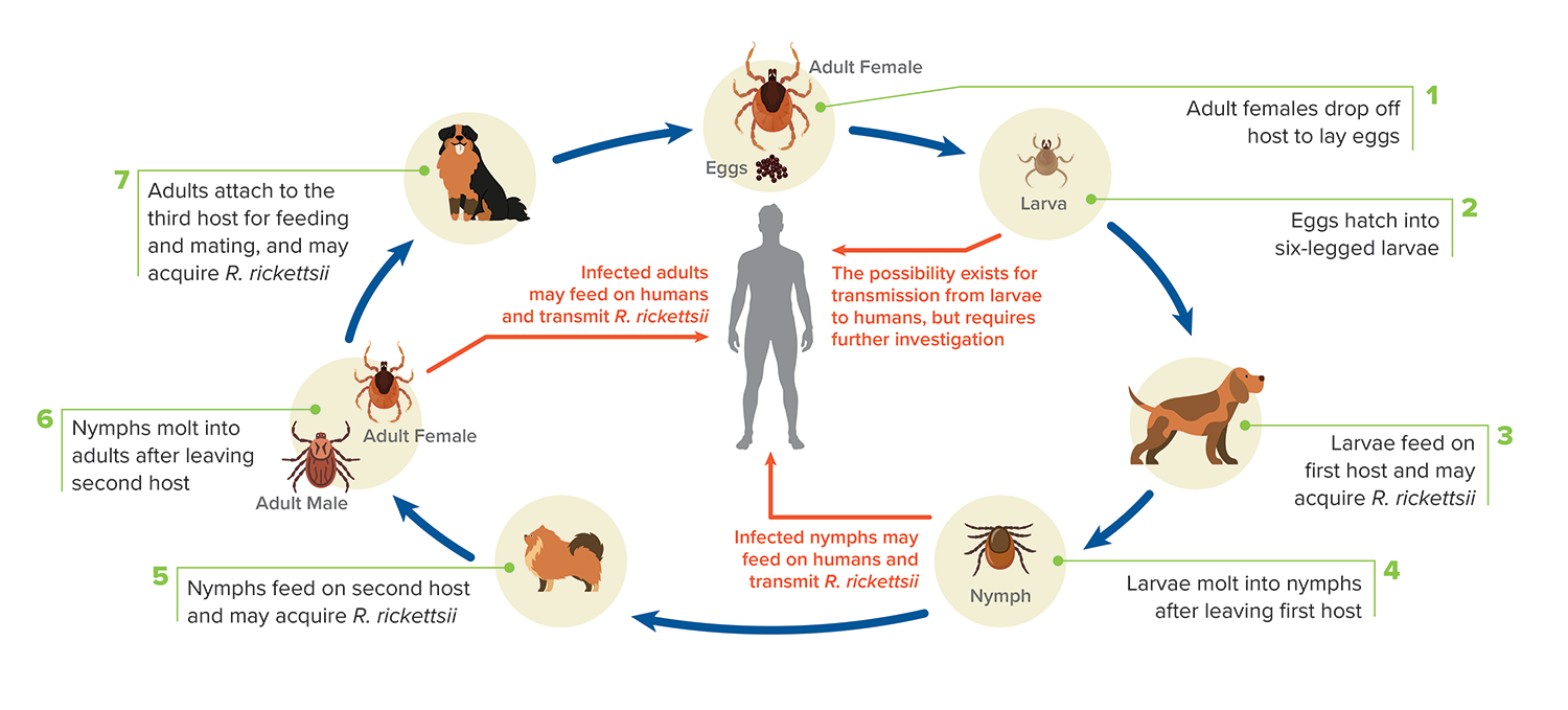 Diagram of Toxocara canis lifecycle between dogs, rodents, environment and humans.