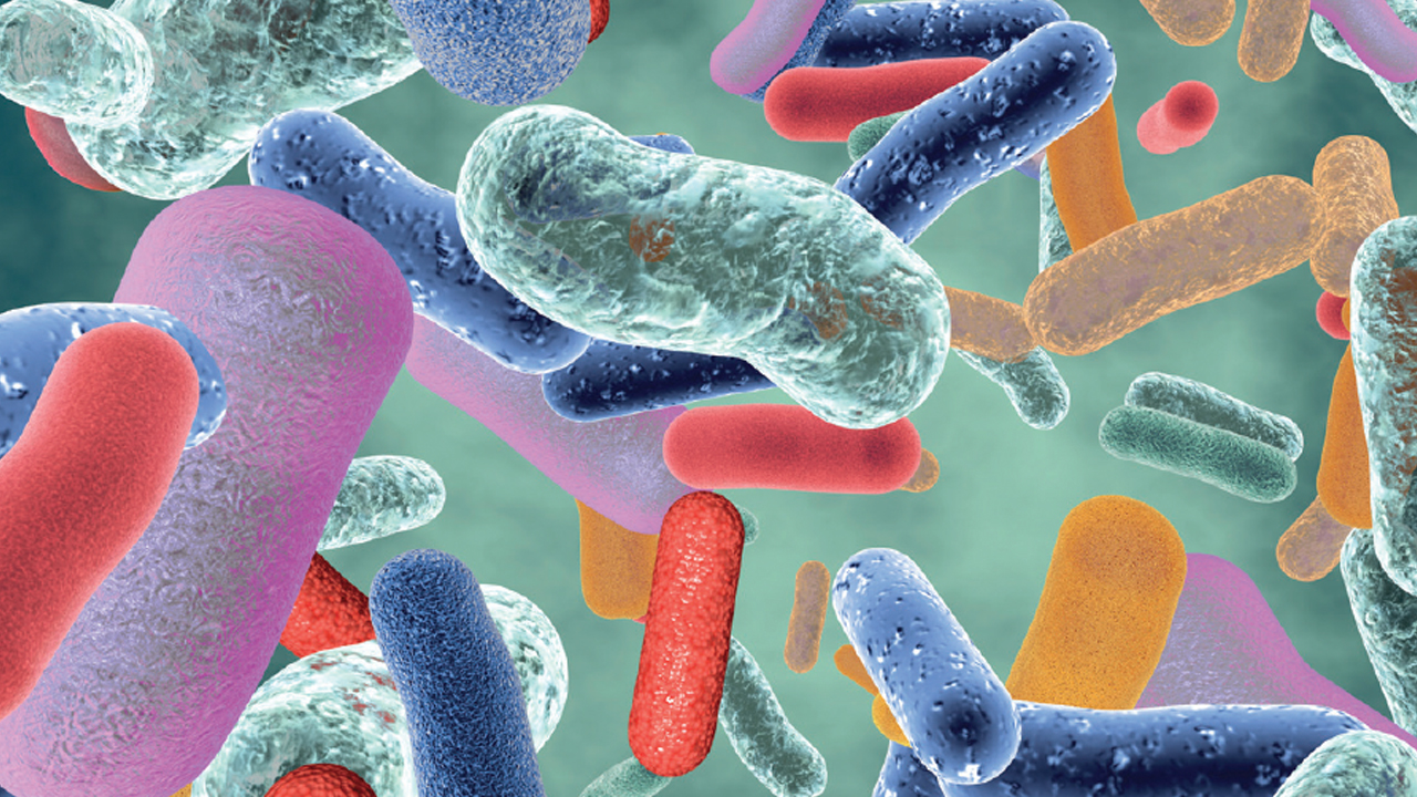 Gut Bacteria Diﬀerences May Explain Health Disparities