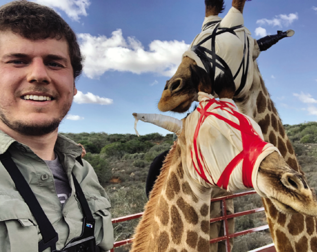Vet with two giraffes in the wild.