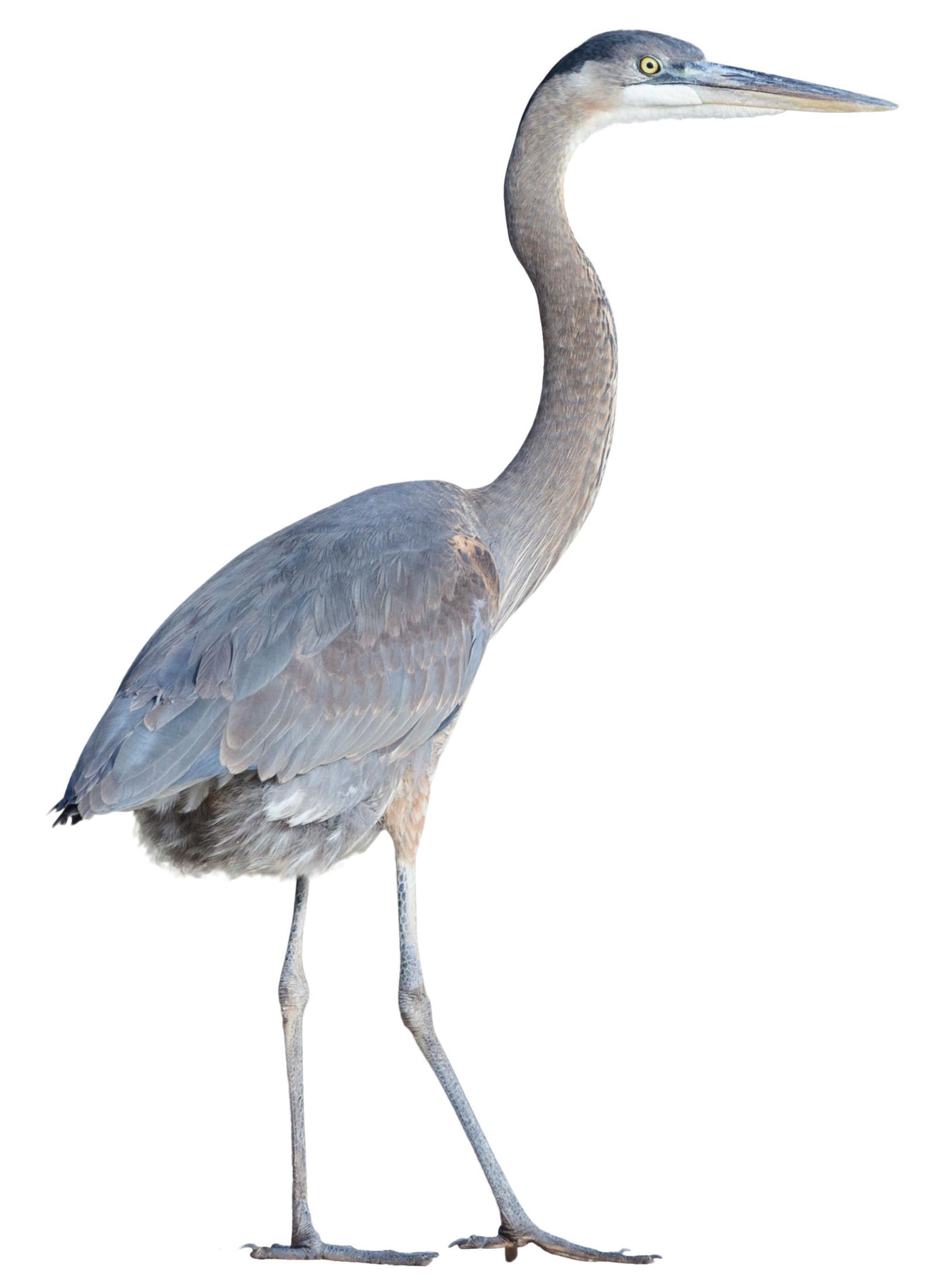 Crane