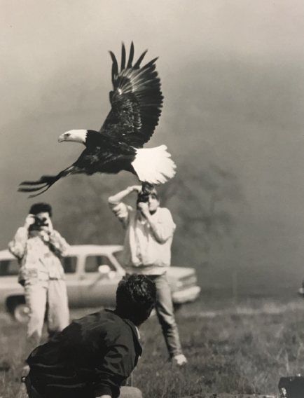 CALIFORNIA RAPTOR CENTER celebrates a half-century of rescuing and rehabilitating raptors.