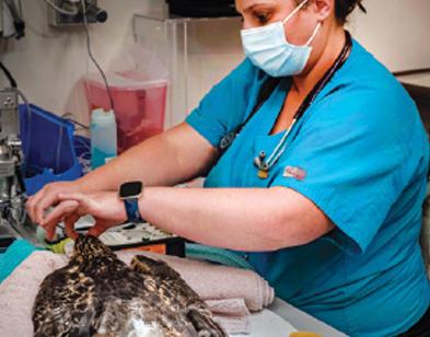 Kristin Castro, a registered veterinary technician in the Companion Exotic Animal Medicine and Surgery Service at the hospital, prepares a young Swainson’s hawk for a procedure known as imping to repair necessary flight feathers.