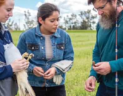 Bret Stedman, who served 25 years as the center’s director of operations, assists volunteers Ryane Logsdon and Stefani Lima to fly a red-tailed hawk on a creance (flight line) to ensure it can fly well enough to be released to the wild.