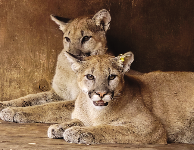 Two young mountain lions sitting.