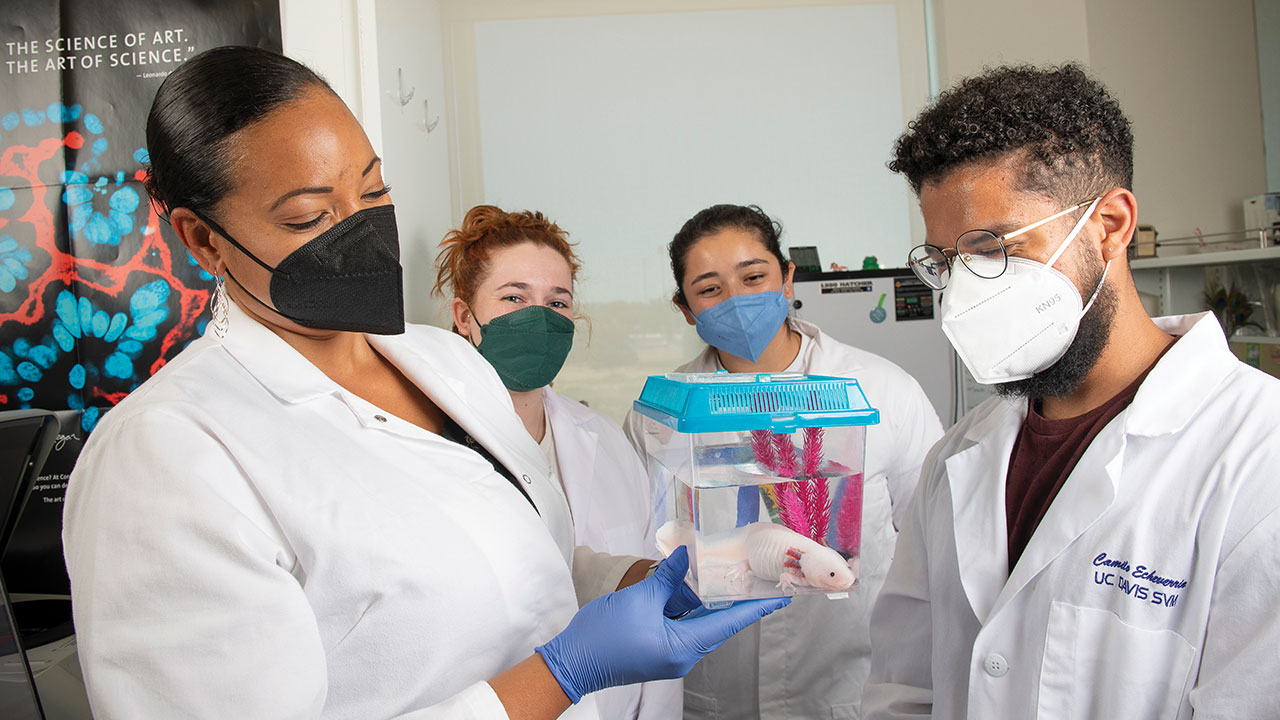 From left: Assistant Professor Crystal Rogers with Emma Marshall (2nd year DVM student), Heddy Menendez and Camilo Echeverria (both 2nd year graduate students) examining Poppy, a research axolotl. Photo: Don Preisler