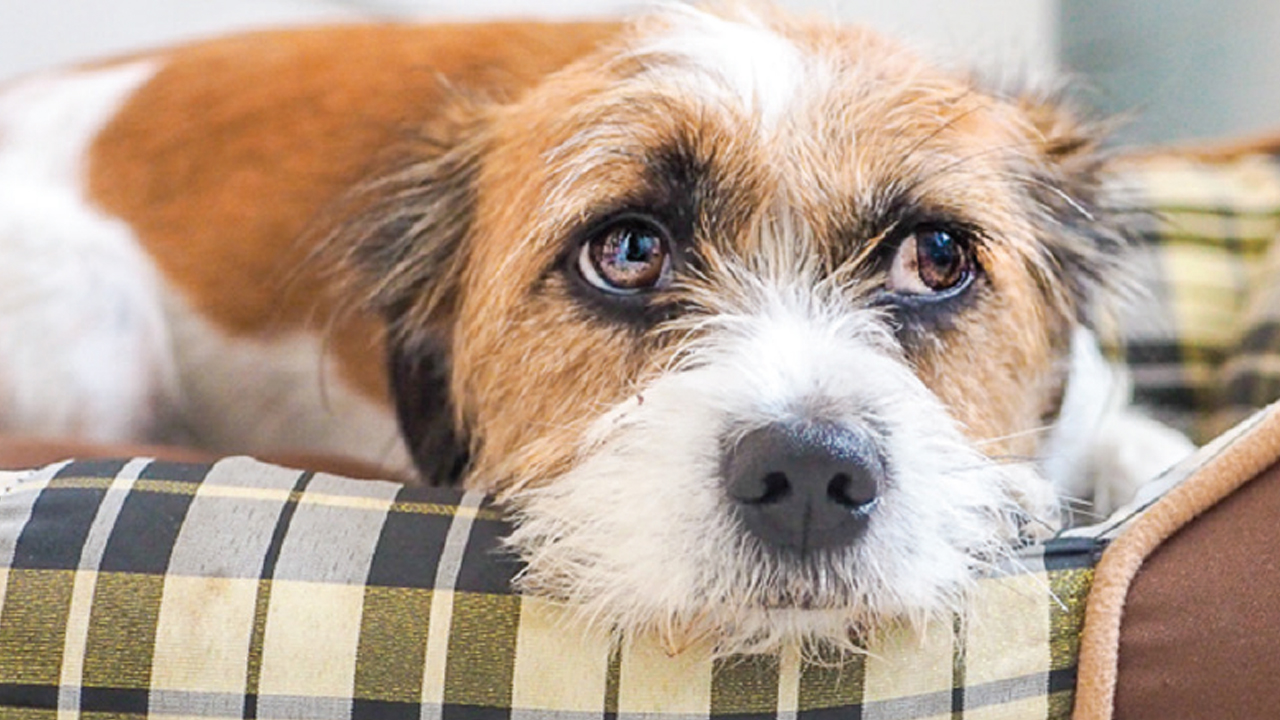 Common Household Noises May Stress Dogs