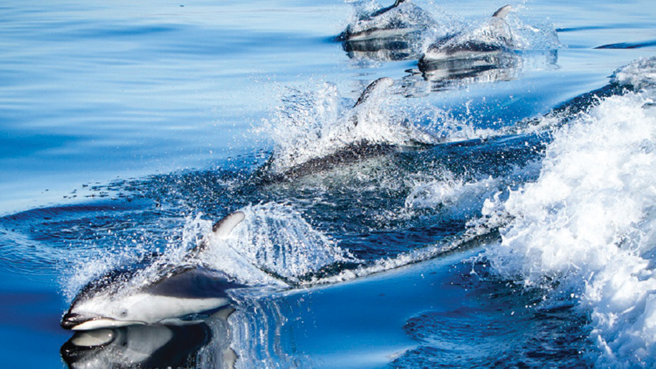 Fungal Outbreak in Marine Mammals Began on Land