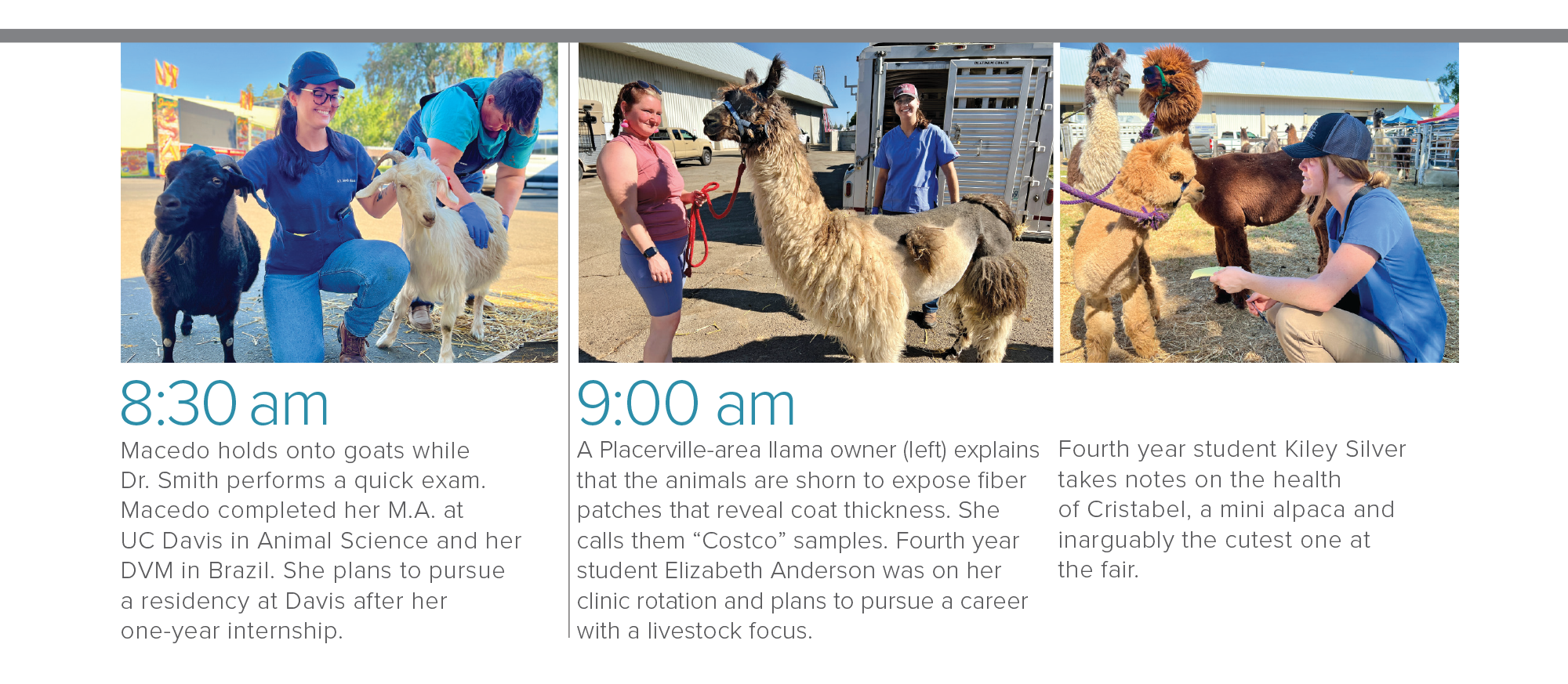 8:30: Macedo holds onto goats while Dr. Smith performs a quick exam. Macedo completed her M.A. at UC Davis in Animal Science and her DVM in Brazil. She plans to pursue a residency at Davis after her one-year internship. 9:00am: A Placerville-area llama owner (left) explains that the animals are shorn to expose fiber patches that reveal coat thickness. She calls them “Costco” samples. Fourth year student Elizabeth Anderson was on her clinic rotation and plans to pursue a career with a livestock focus.