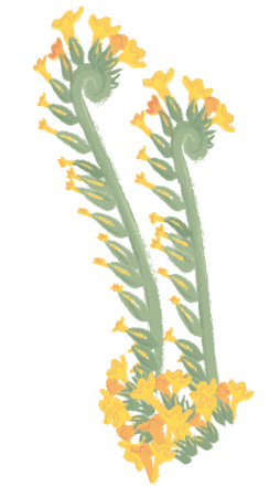 Illustration of fiddleneck flower.
