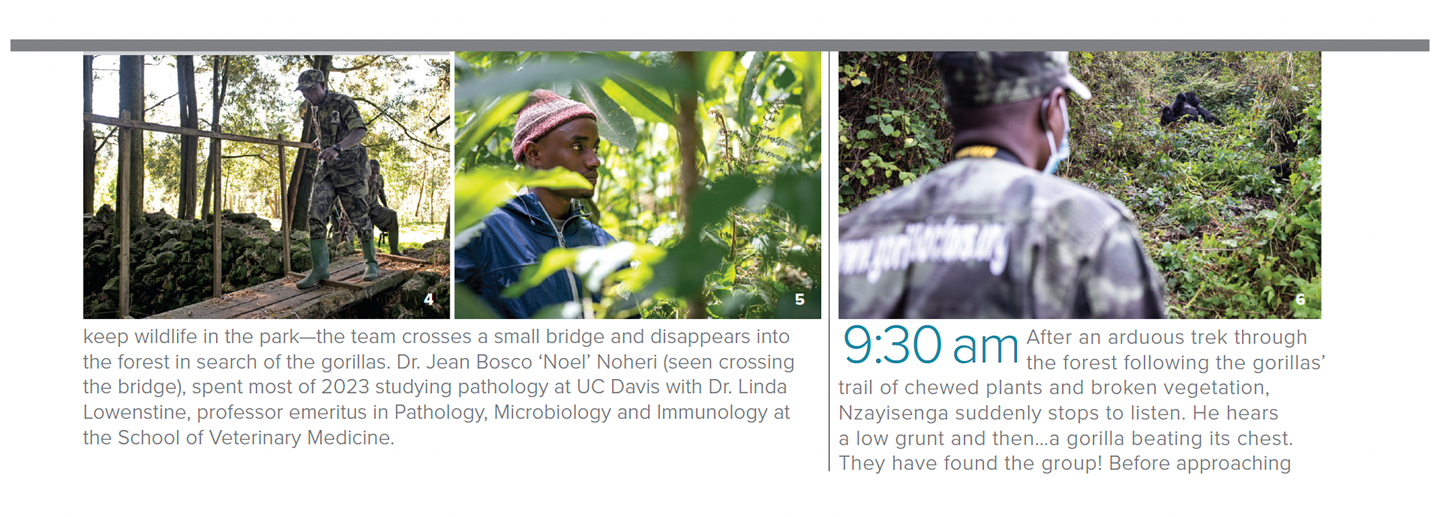 7:45am: Dr. Jean Bosco ‘Noel’ Noheri and the team disappear into the forest in search of the gorillas. | 9:30am: They hear a gorilla beating its chest and have found the group.