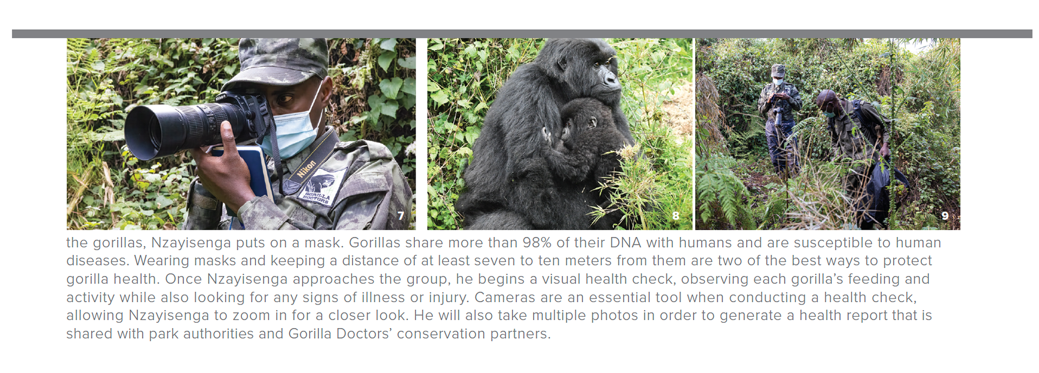 Nzayisenga puts on a mask to protect the gorilla's health since they are susceptible to human diseases. He then begins a visual health check, observing each gorilla’s feeding and activity while also looking for any signs of illness or injury.