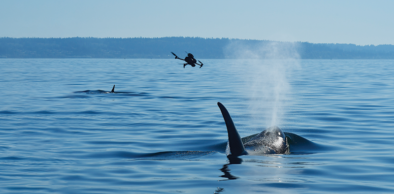 Orca whales surface the water while a drone hovers.