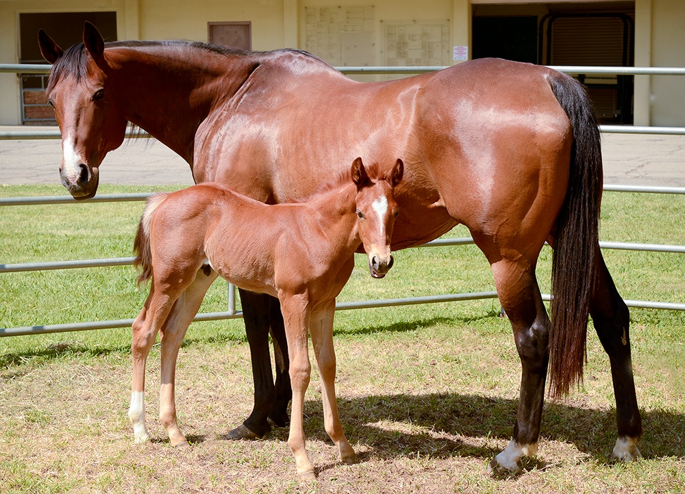A mare and foal standing outside.