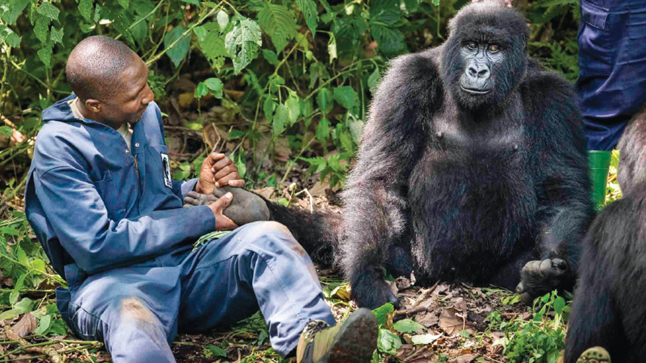 Beloved Mountain Gorilla  Mourned Worldwide