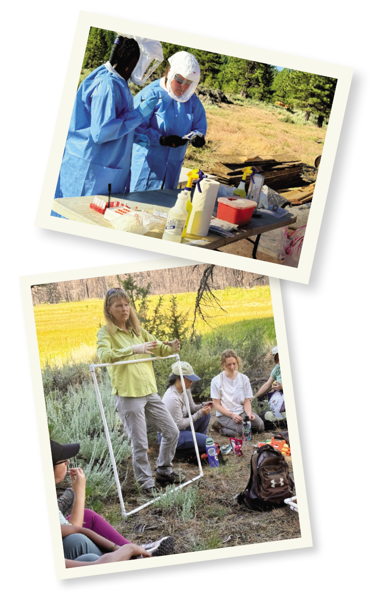 Two photos showing students in the field learning essential collection practices.