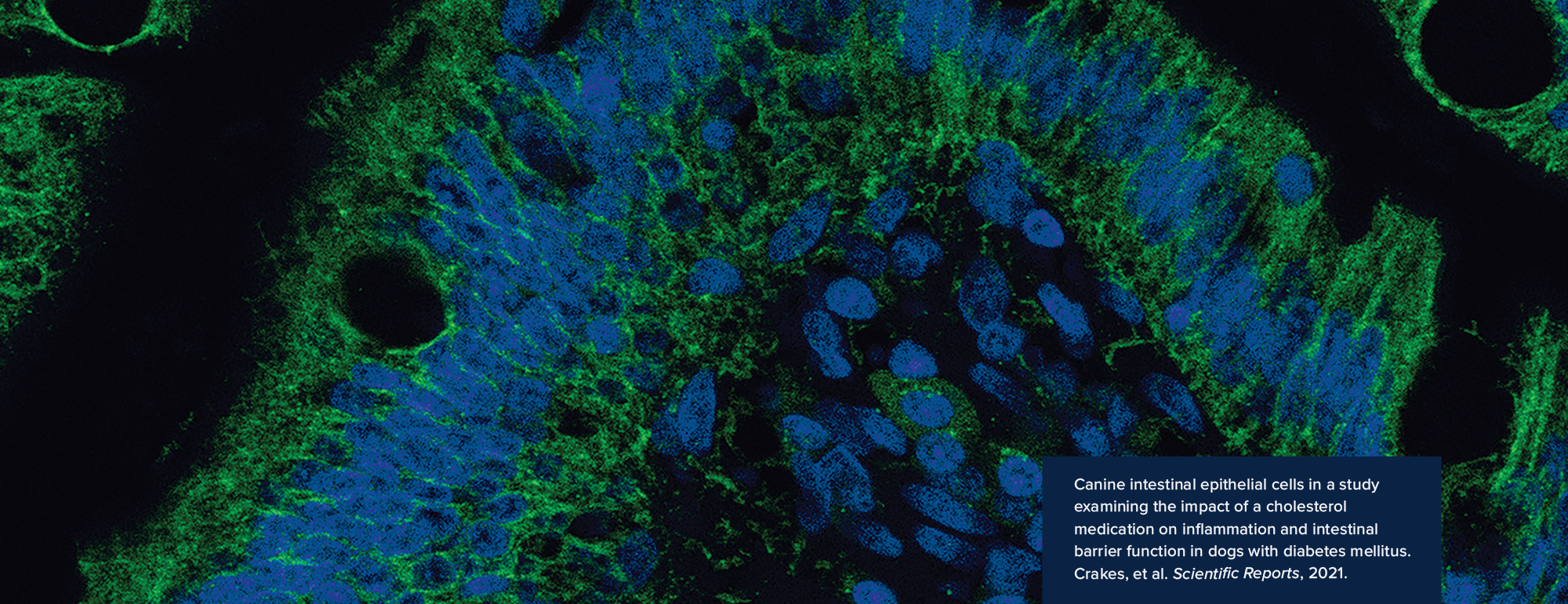 Close up of cells