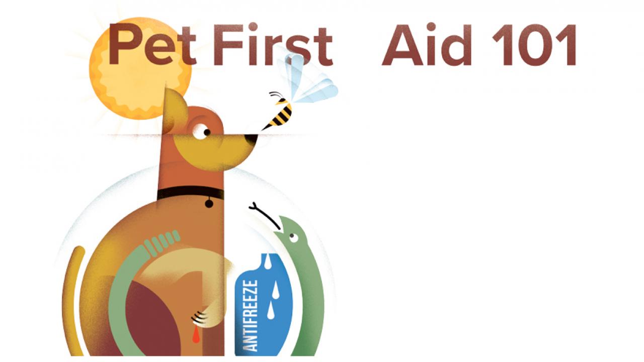 Pet First Aid 101