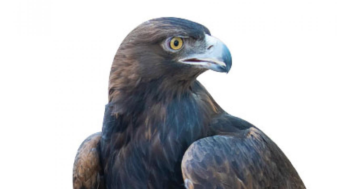Raptors Draw a Crowd on Biodiversity Museum Day