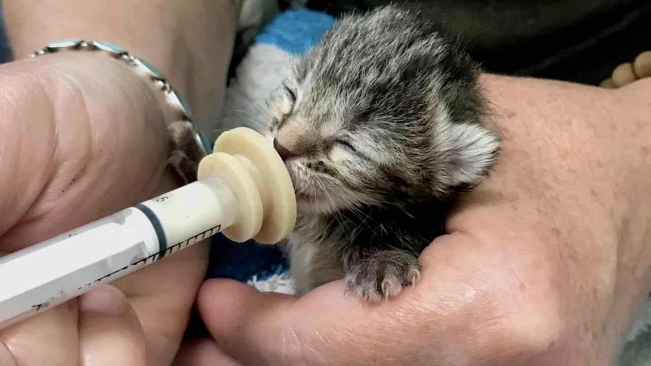 A very small kitten being fed with a dropper.