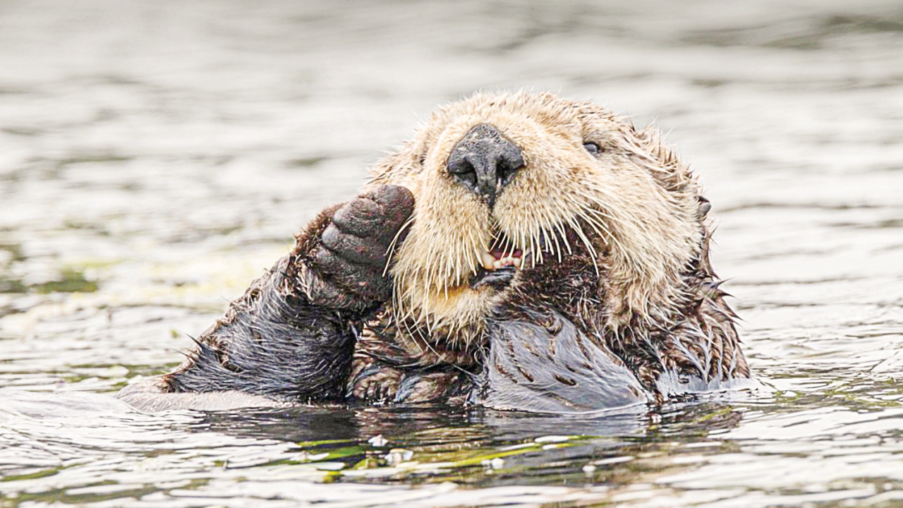 Sae Otter