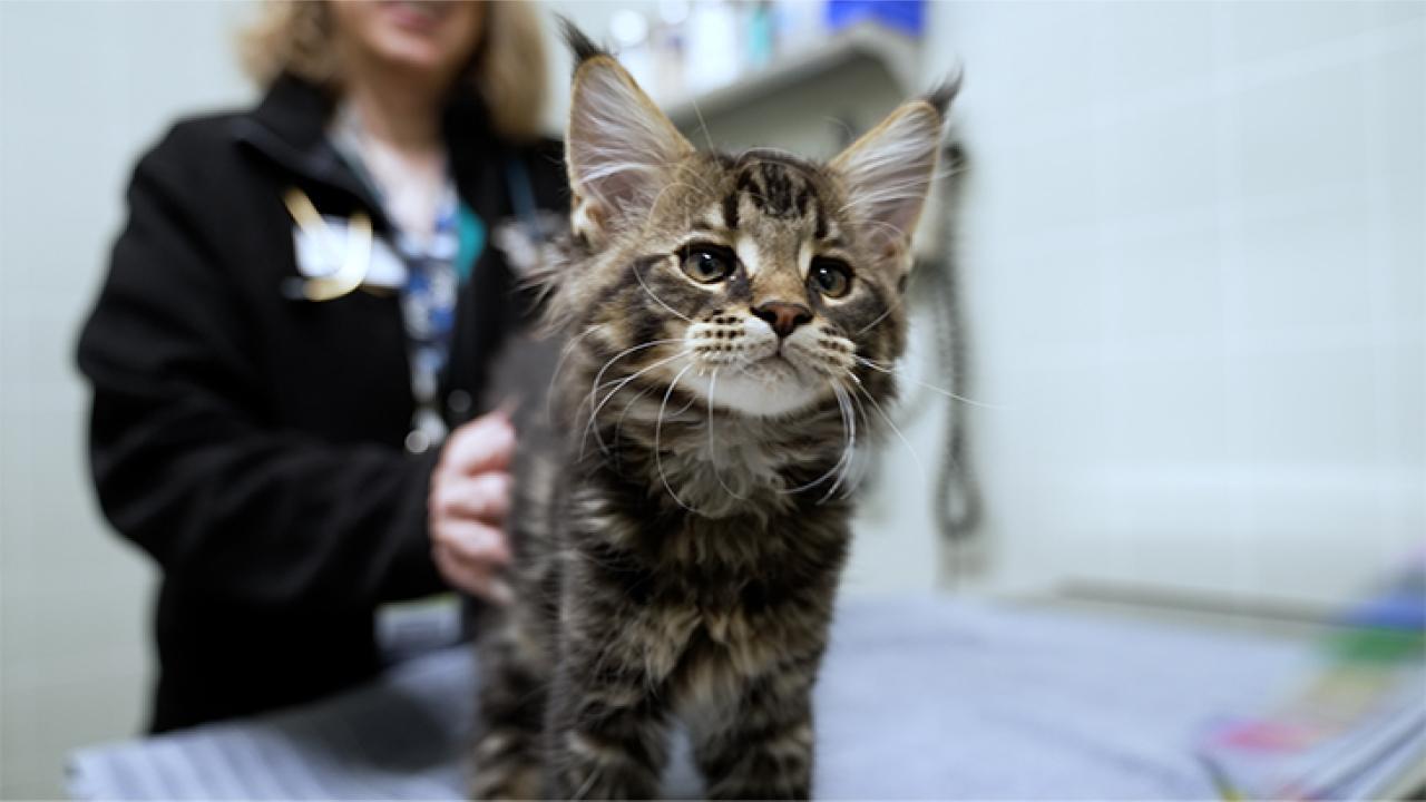 Tabby kitten on veterinary exam table, handler blurred in background