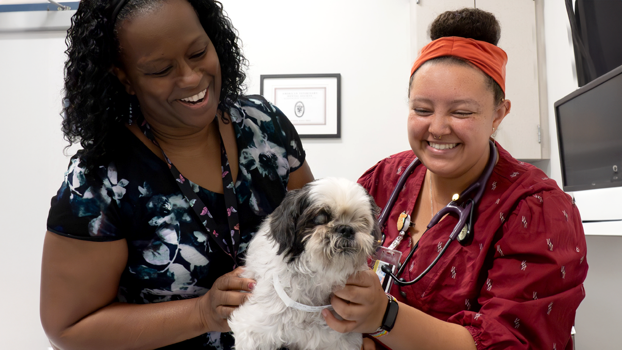 Two vets examining a dog on a clinic table.