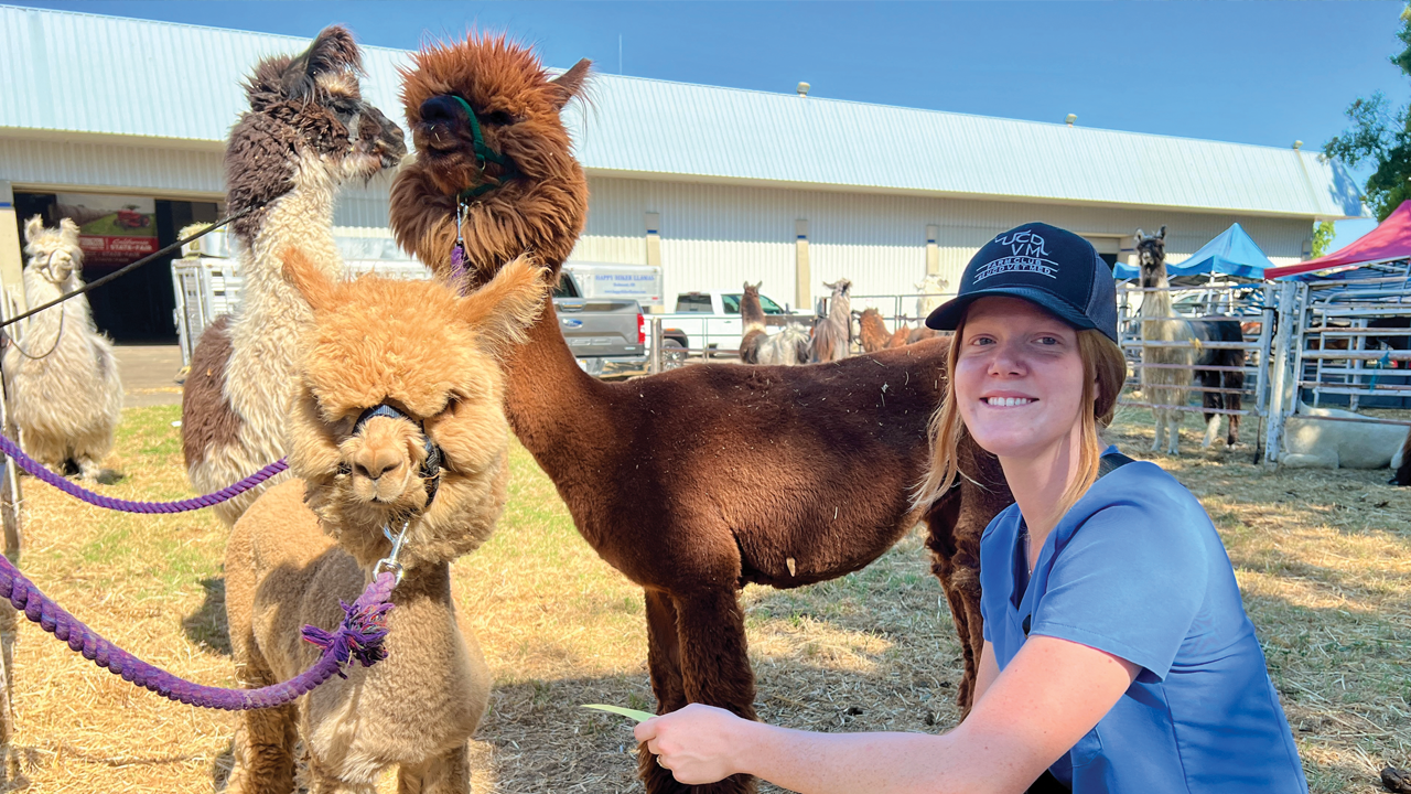 A vet student takes health notes on an alpaca at the California State Fair.