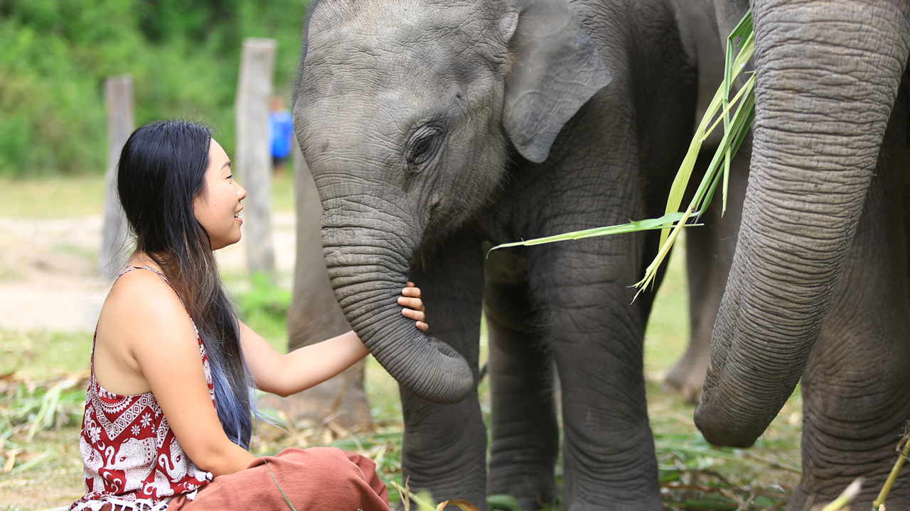 A vet student sitting with an elephant.