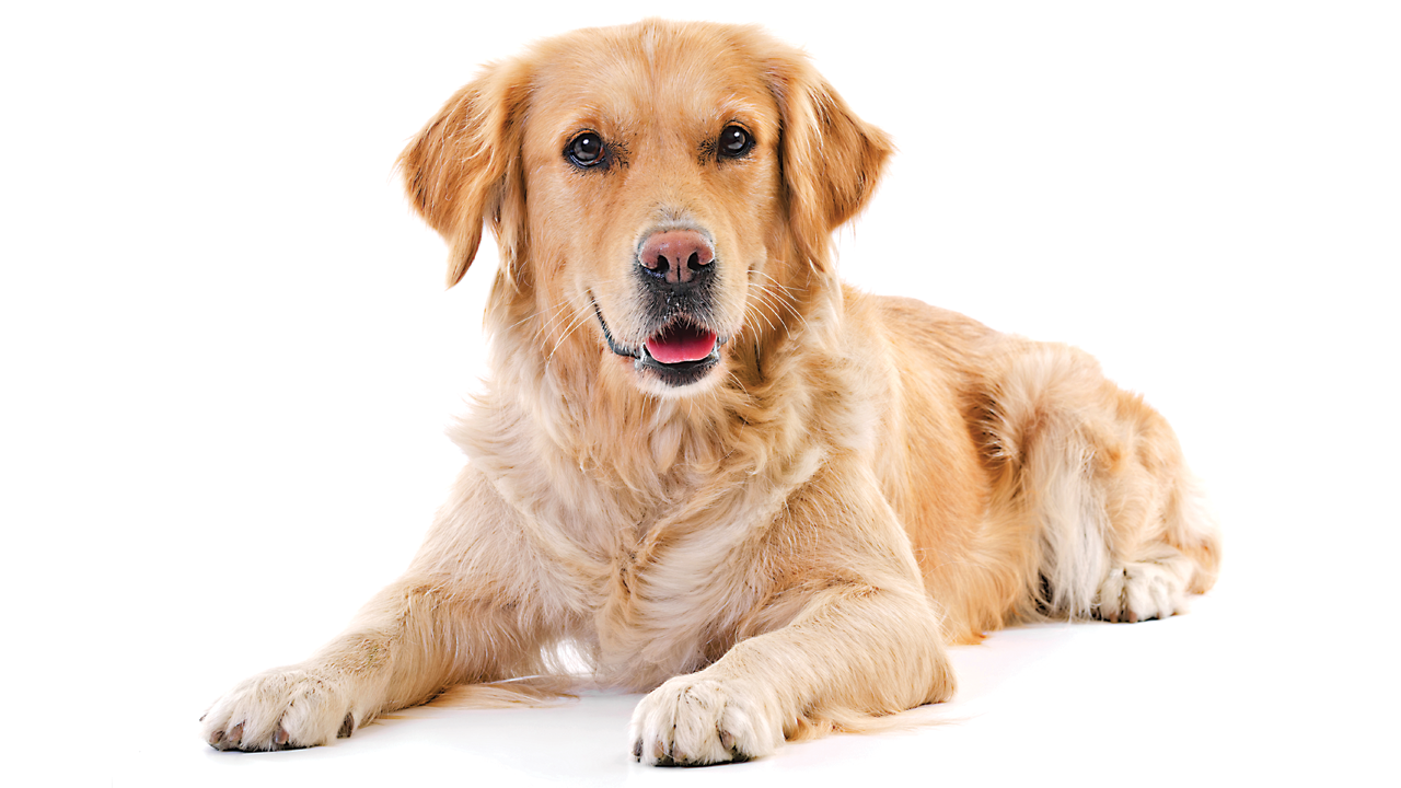 Golden retriever dog sitting
